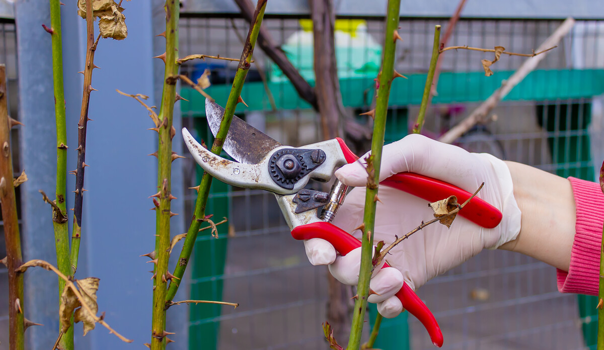 Close-up of gardeners in protective gloves with a garden pruner doing spring pruning of a rose bush. selective focus