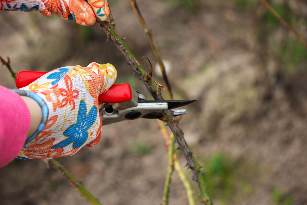 a farmer cuts dry branches of a rose bush. Selective focus