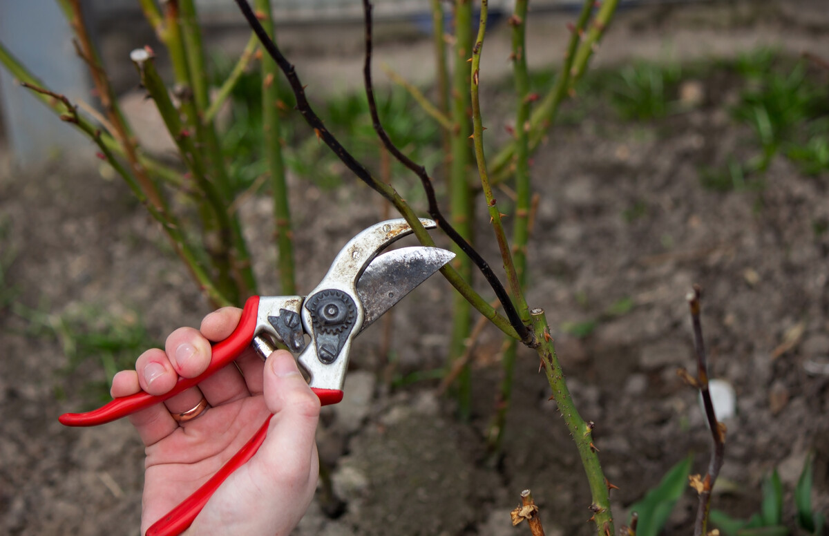 A hand holds secateurs and cuts a branch of a rose bush. Selective focus