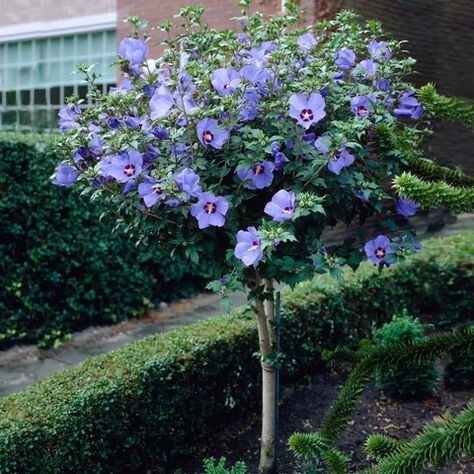 ibistek blue chiffon na kmienku