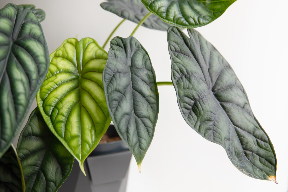 Tropical 'Alocasia Baginda Dragon Scale' houseplant in flower pot 