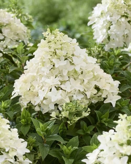 Hydrangea_GroundbreakerR_RubyTM_Flower_stage_1_original