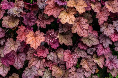 Heuchera