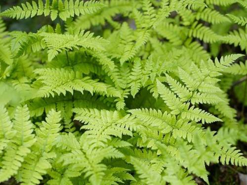 Dryopteris